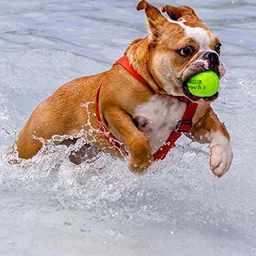 Teloon Pressure Training Tennis Balls-12 or 18 Count-Mesh Carry Bag，4 Colors Available，Pressureless Training Exercise Tennis Balls for Beginners. - color: PINK-18pcs