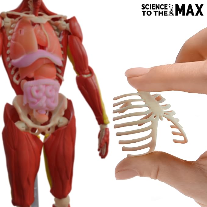 Be Amazing! Toys Interactive Human Body - 60 Piece Fully Poseable Anatomy Figure – 14” Tall Model - Anatomy Kit – Removable Muscles, Organs,Bones STEM Toy – Ages 8+